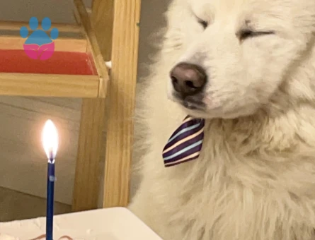 Dişi samoyed arıyorum