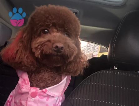 Toy Poodle Prensesime eş arıyorum