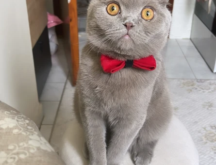 Scottish Fold Oğluma Eş arıyorum - 118971113