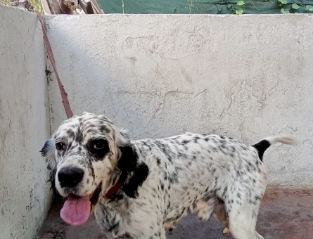 Joker ingiliz setter erkek - 118971121