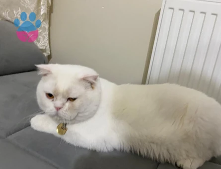 Scottish Lynx Erkek Kızgınlıkta