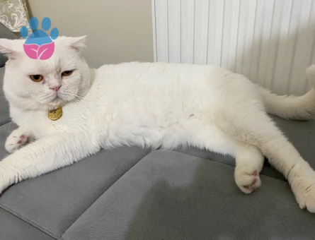 Scottish Lynx Erkek Kızgınlıkta