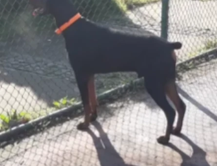 Doberman 1,5 Yaşında Eş Arıyor - 118971134