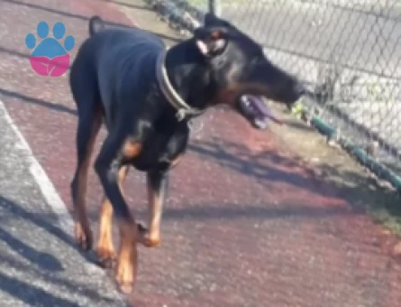 Doberman 1,5 Yaşında Eş Arıyor