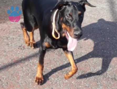 Doberman 1,5 Yaşında Eş Arıyor