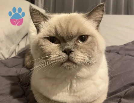 Blue point british oğlumuz için dişi kedi arıyoruz