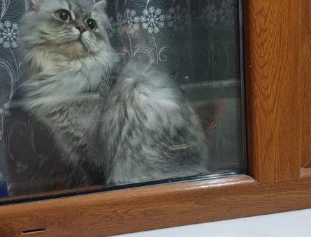 British Longhair Kedime Eş Arıyorum - 118971150