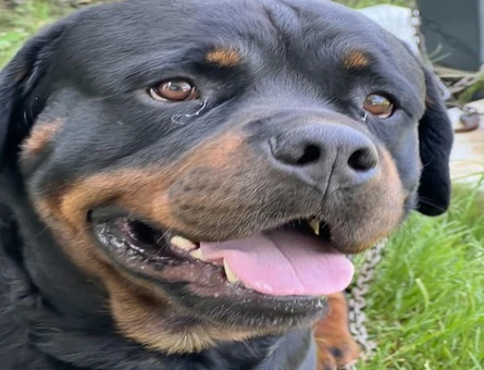 Rottweiler Oğluma Eş Arıyorum - 118971151