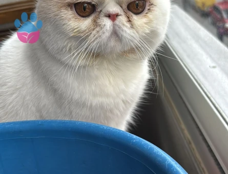 Exotic Longhair - Mocha