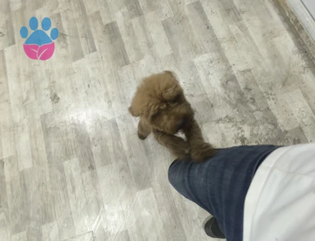 Erkek Toypoodle 1 Yaşında Yuva Arıyor - 118984888