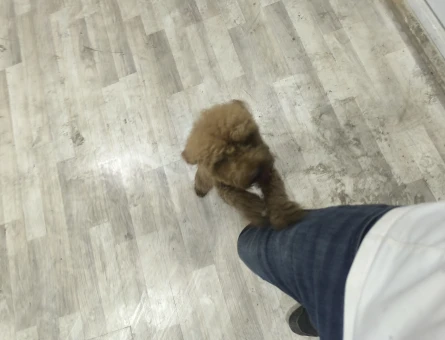 Erkek Toypoodle 1 Yaşında Yuva Arıyor - 118984888