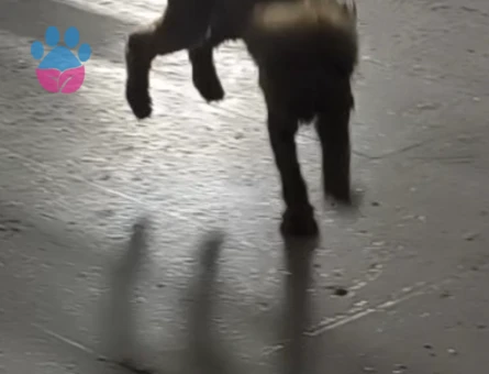 Erkek Toypoodle 1 Yaşında Yuva Arıyor - Görsel 3