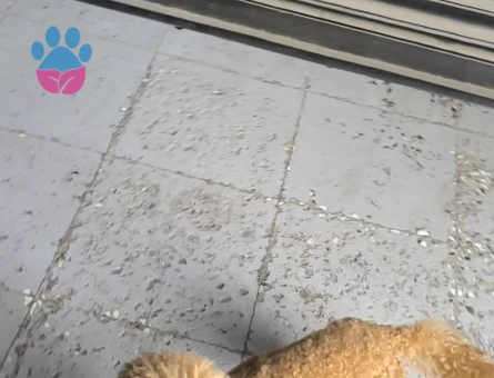 Erkek Toypoodle 1 Yaşında Yuva Arıyor - Görsel 4