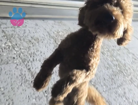 Erkek Toypoodle 1 Yaşında Yuva Arıyor - Görsel 5