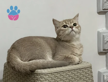 Badem bey Balını arıyor