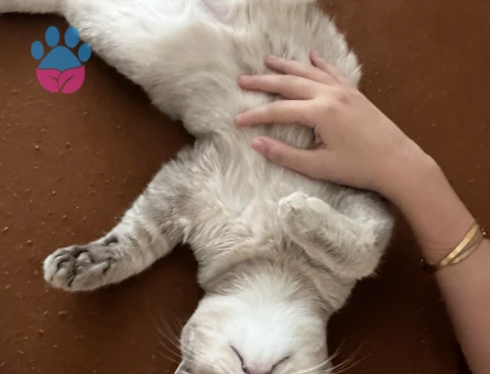 Badem bey Balını arıyor