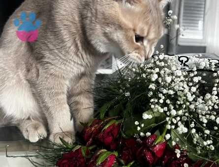 Badem bey Balını arıyor