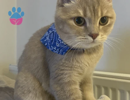 Badem bey Balını arıyor