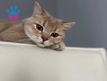 Badem bey Balını arıyor