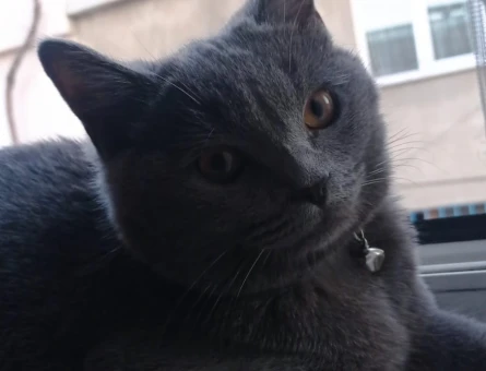 British Shorthair Kızgınlıkta Eş Arıyor - 118971705