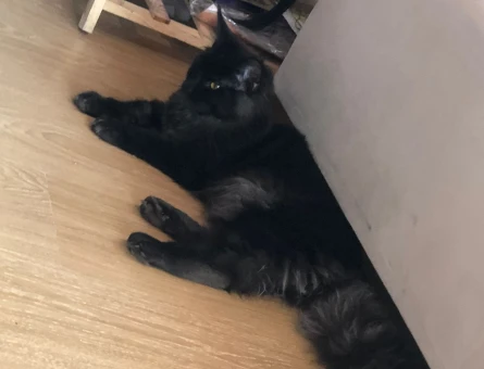 Mainecoon kızıma koca arıyorum - 118971711