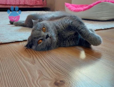 Scottish Fold 1,5 Yaşında Kedime Eş Arıyorum