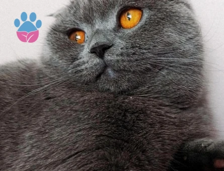 Scottish Fold 1,5 Yaşında Kedime Eş Arıyorum