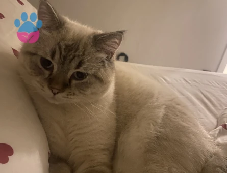 Erkeğime dişi arıyoruz