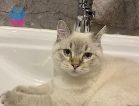 Erkeğime dişi arıyoruz