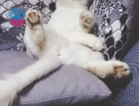 Kar Topumuza Uygun Eş Arıyoruz