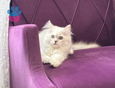 Kar Topumuza Uygun Eş Arıyoruz