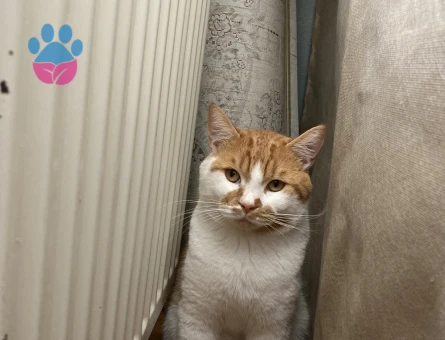 Oğlumuza eş arıyoruz