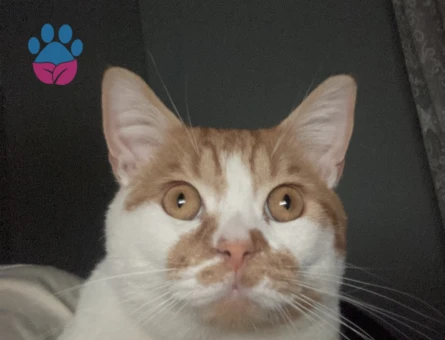 Oğlumuza eş arıyoruz