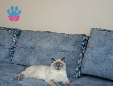 British Blueprint Erkek