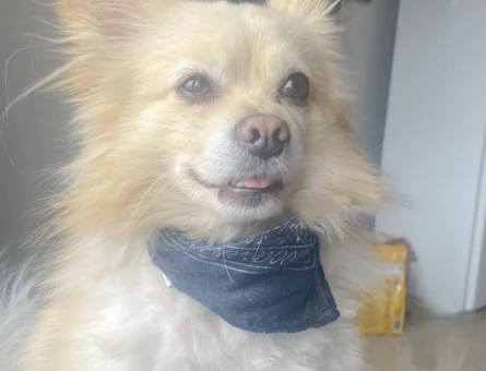 Pomerian spitz erkek - 118979765