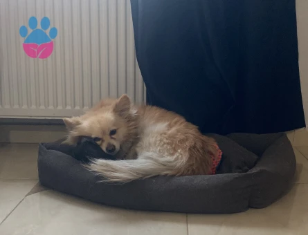 Pomerian spitz erkek