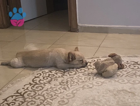 Pomerian spitz erkek