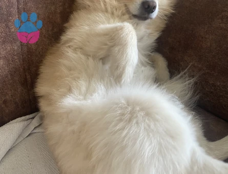 Pomerian spitz erkek