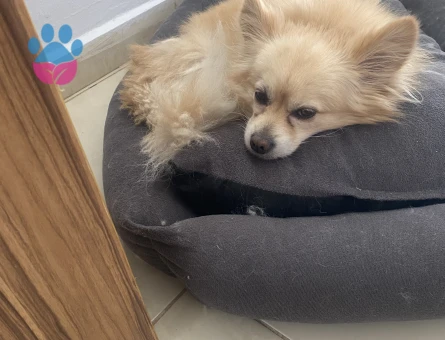 Pomerian spitz erkek