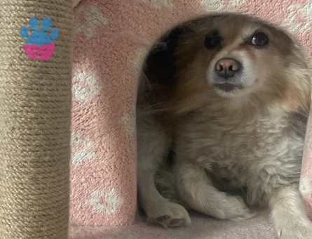 Pomerian spitz erkek