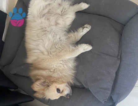 Pomerian spitz erkek