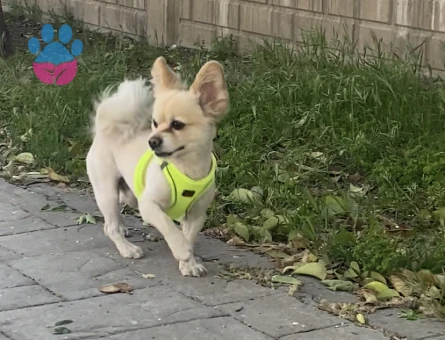 Pomerian spitz erkek