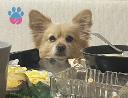 Pomerian spitz erkek