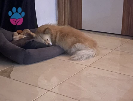 Pomerian spitz erkek