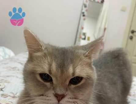 Golden scotısh eş arıyor