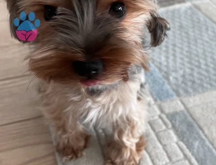 Yorkshıre terıer 1 numara