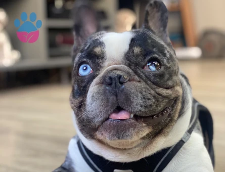 French Bulldog Yakışıklı oğluma eş arıyorum - Görsel 2