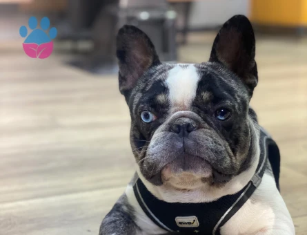 French Bulldog Yakışıklı oğluma eş arıyorum - Görsel 3