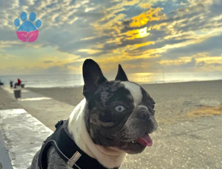 French Bulldog Yakışıklı oğluma eş arıyorum - Görsel 4