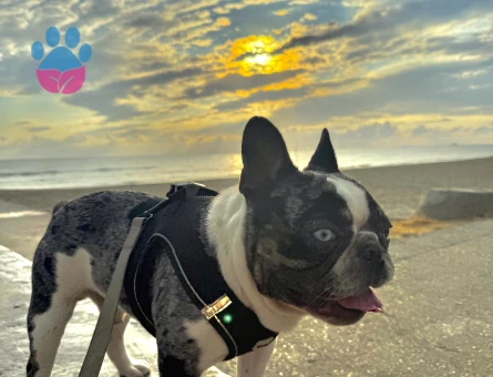 French Bulldog Yakışıklı oğluma eş arıyorum - Görsel 5